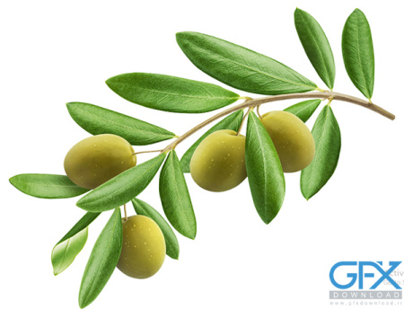 عکس زیتون برای طراحی