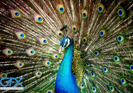 عکس طاووس واقعی