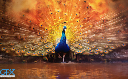 عکس طاووس با کیفیت بالا
