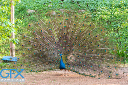 عکس طاووس با پرهای باز