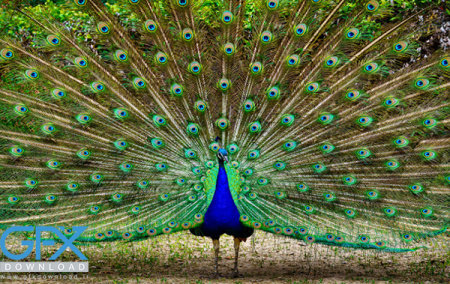 عکس طاووس زیبا و قشنگ