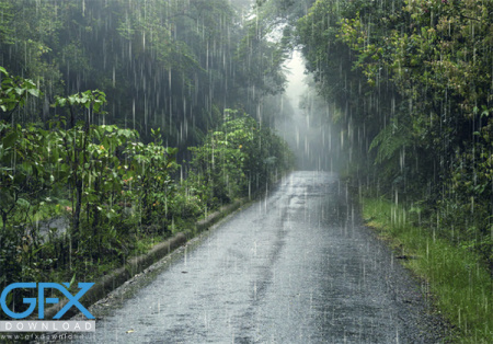 عکس باران در جنگل