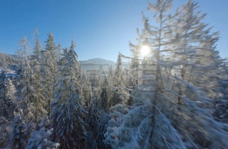 دانلود فوتیج جنگل زمستانی در روز آفتابی