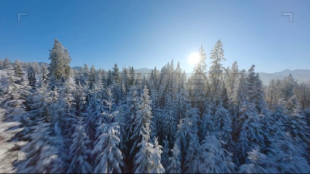 دانلود فوتیج ویدئویی جنگل زمستانی در روز آفتابی