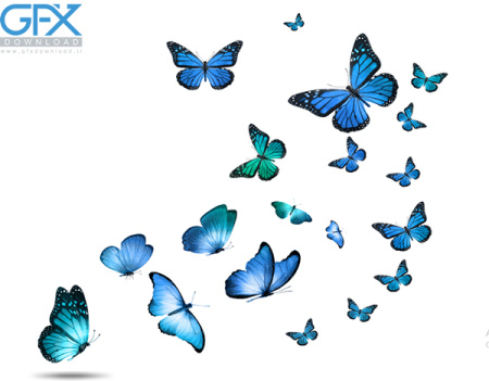  عکس پروانه برای چاپ