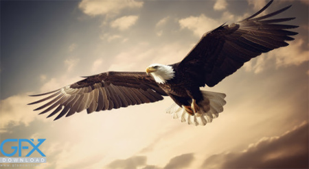 تصویر زمینه عقاب برای گوشی