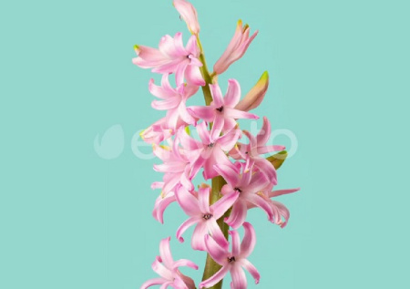 دانلود فوتیج گل سنبل صورتی Pink Hyacinth Flower