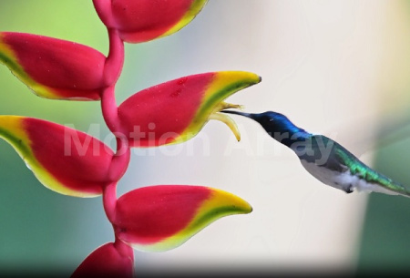 فوتیج مرغ مگس خوار در حال نوشیدن شهد گل