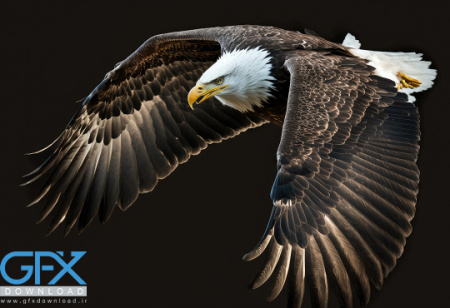 عکس عقاب ایرانی طلایی