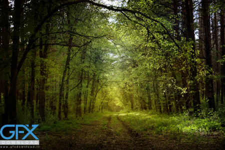 عکس طبیعت جنگلی