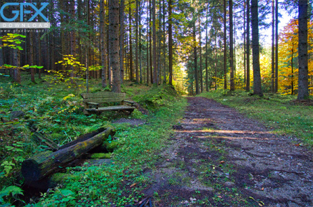 عکس از طبیعت جنگلی