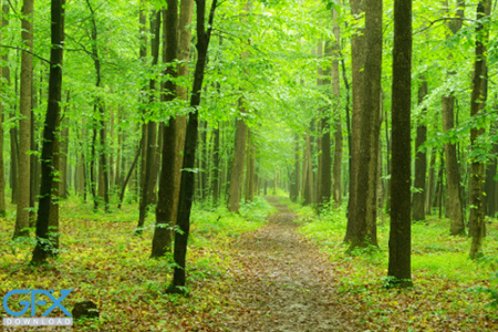 عکس طبیعت جنگلی سبز