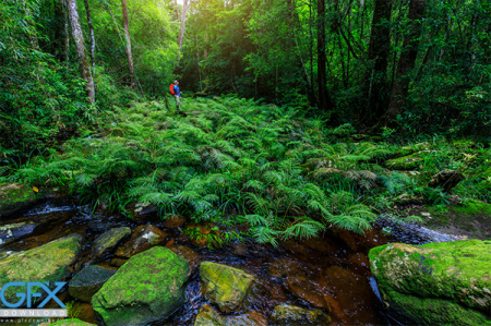 عکس طبیعت جنگل