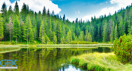 دانلود عکس طبیعت جنگل