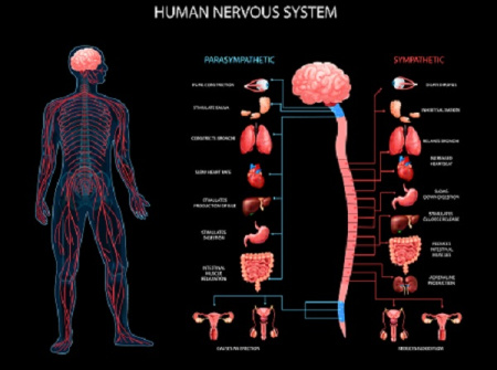 دانلود اینفوگرافی اعضای بدن