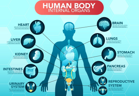 دانلود اینفوگرافیک لایه باز آناتومی بدن