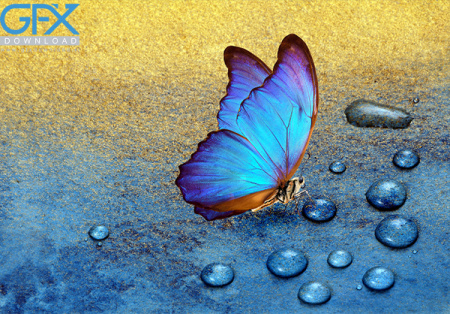  عکس پروانه برای چاپ