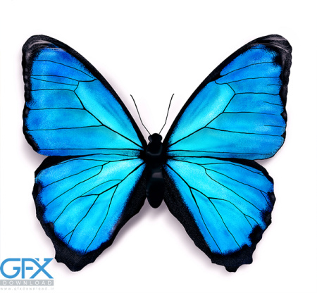 عکس پروانه برای چاپ سیاه سفید