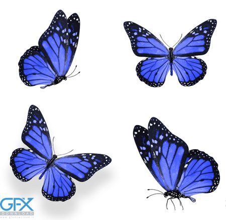 عکس پروانه برای چاپ سیاه سفید