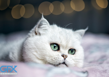 عکس گربه گوگولی