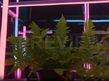 دانلود فوتیج بک گراند گیاهان سرخس با نور های درخشان