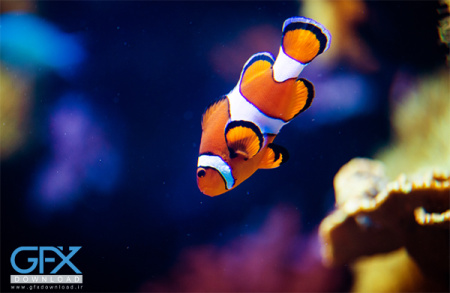 دانلود عکس ماهی
