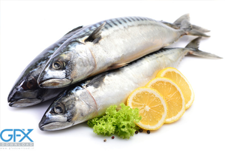 عکس ماهی قزل آلا