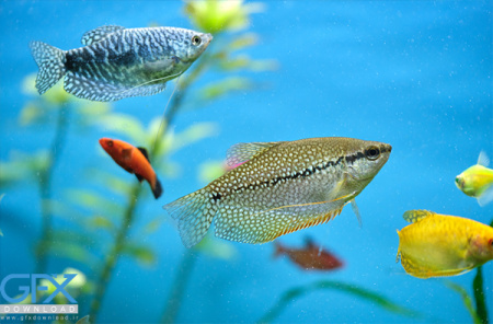 عکس ماهی آزاد دریای خزر