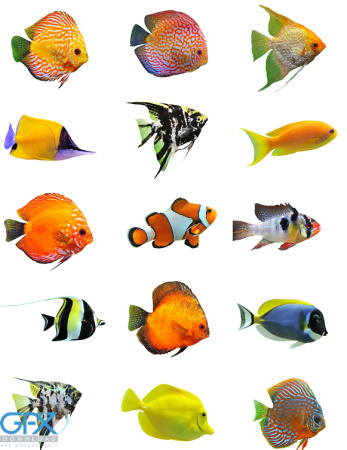 عکس ماهی های واقعی