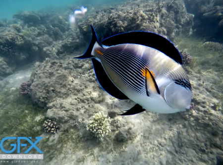 عکس ماهی بزرگ