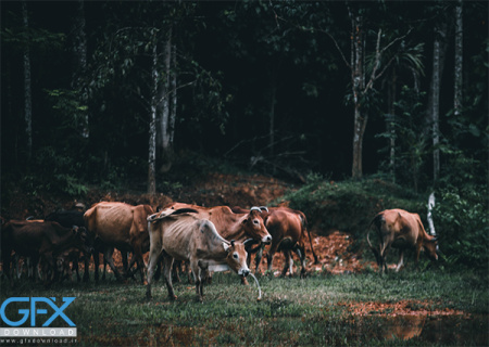 عکس طبیعت با حیوانات