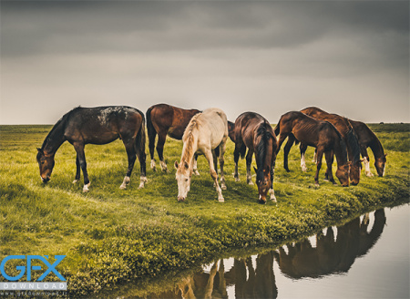 عکس طبیعت حیات وحش