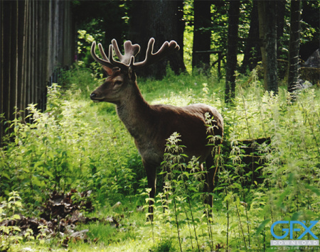 عکس طبیعت حیوانات