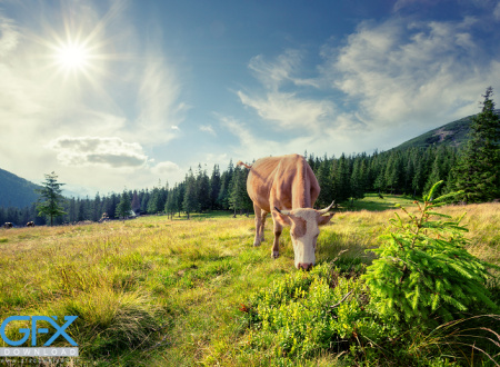 عکس طبیعت با حیوانات