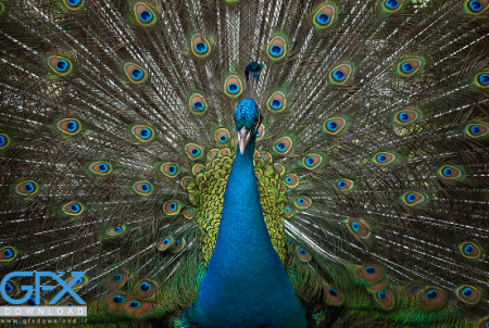 دانلود عکس زمینه طاووس