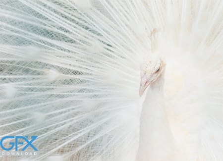 عکس طاووس سفید