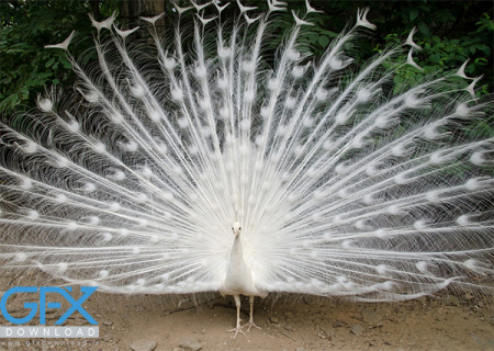 عکس طاووس سفید رنگ