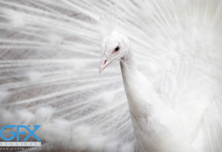 عکس طاووس سفید با کیفیت