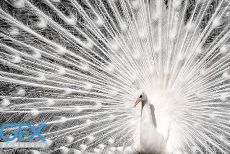 دانلود عکس طاووس سفید