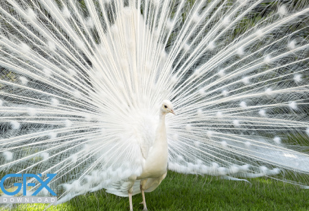 عکس طاووس پر باز