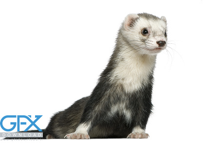 عکس موش خرما بچه