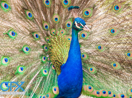 دانلود عکس طاووس آبی