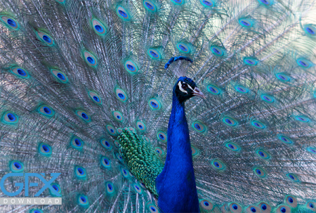 عکس طاووس آبی