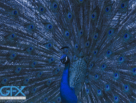 عکس طاووس آبی زیبا