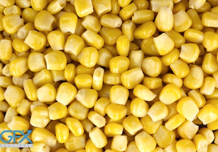 عکس دانه های ذرت