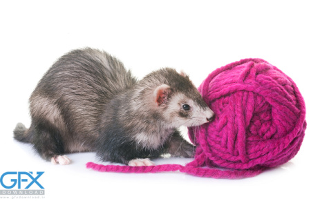 عکس موش خرما