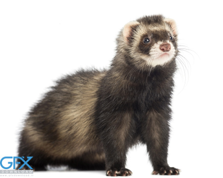 عکس موش خرما خانگی