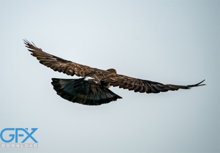 عکس عقاب در حال پرواز