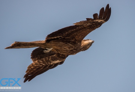 عکس عقاب در حال پرواز برای پروفایل