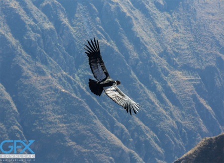 عکس دوتا عقاب در حال پرواز